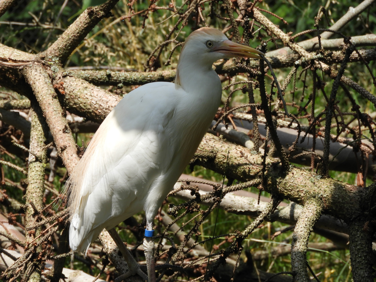 Cattle Egret (Bubulcus ibis) carrying stick