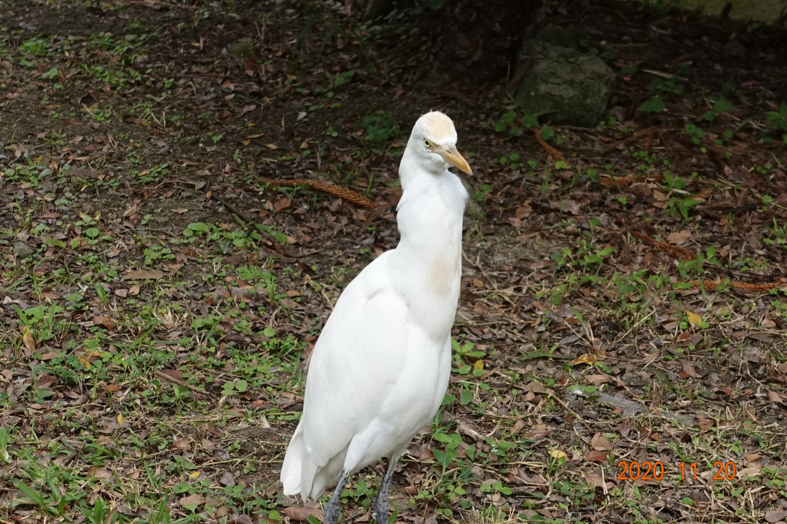 Cattle Egret (Bubulcus ibis coromandus)