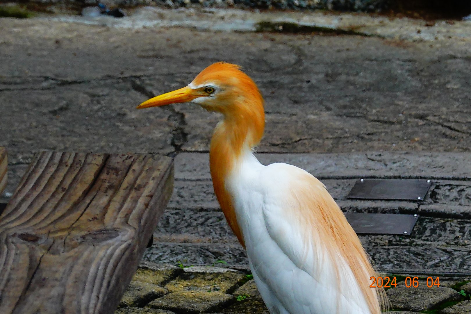 Cattle Egret (Bubulcus ibis coromandus)