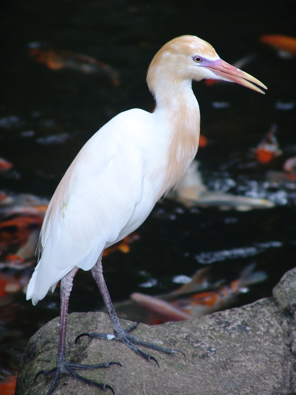 Cattle Egret (Bubulcus ibis)