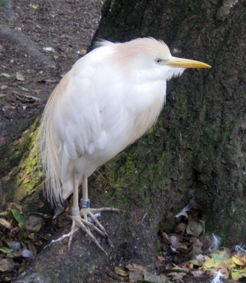 Cattle Egret (Bubulcus ibis)