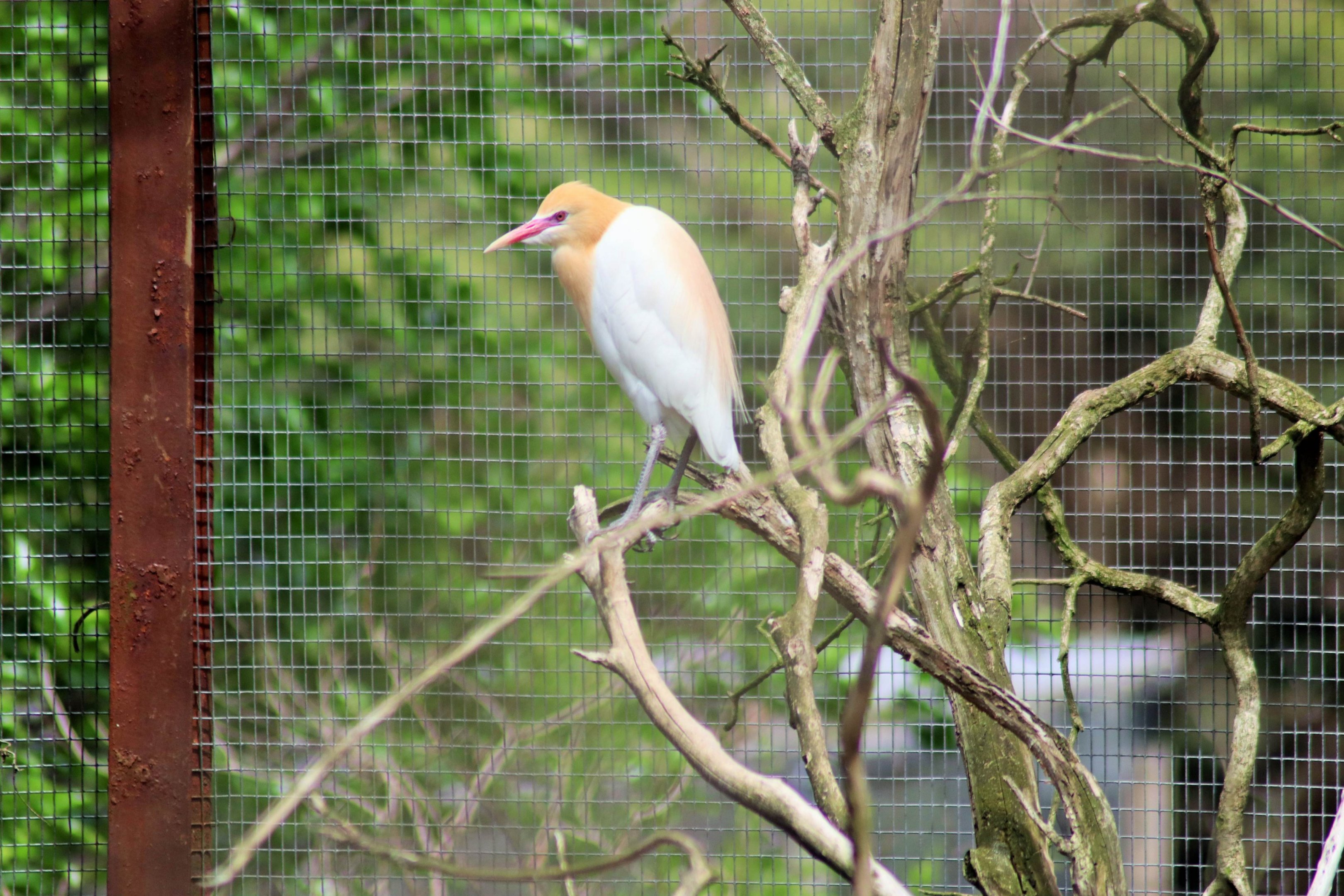 Cattle Egret (Bubulcus ibis)