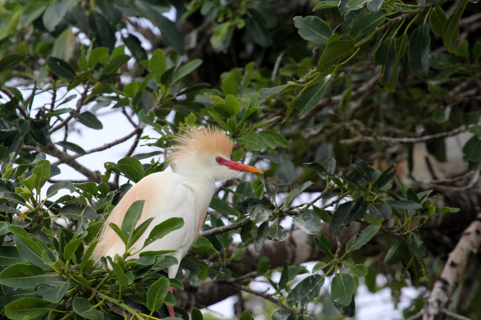 cattle egret (Bubulcus ibis)