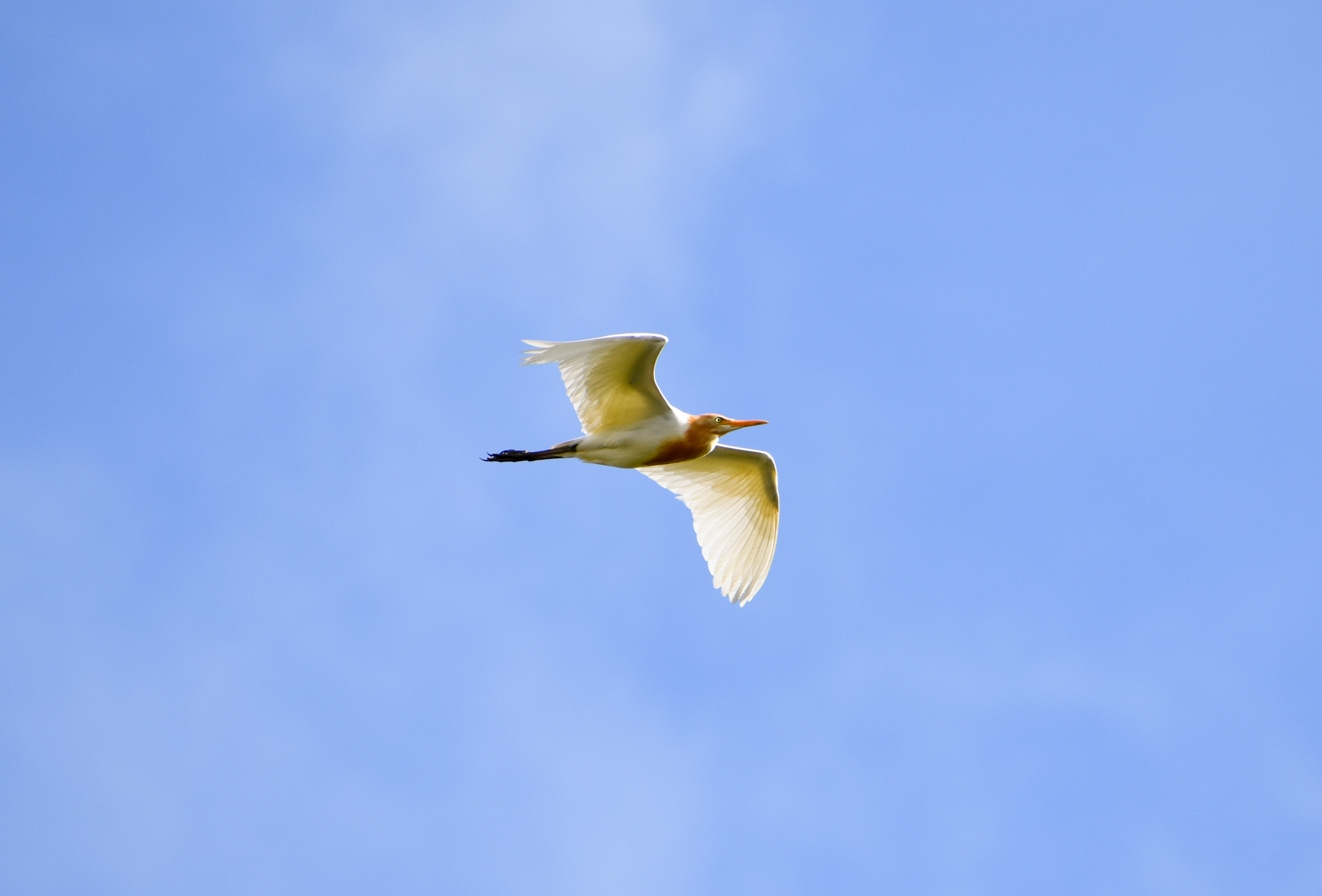 Cattle Egret (Bubulcus ibis)