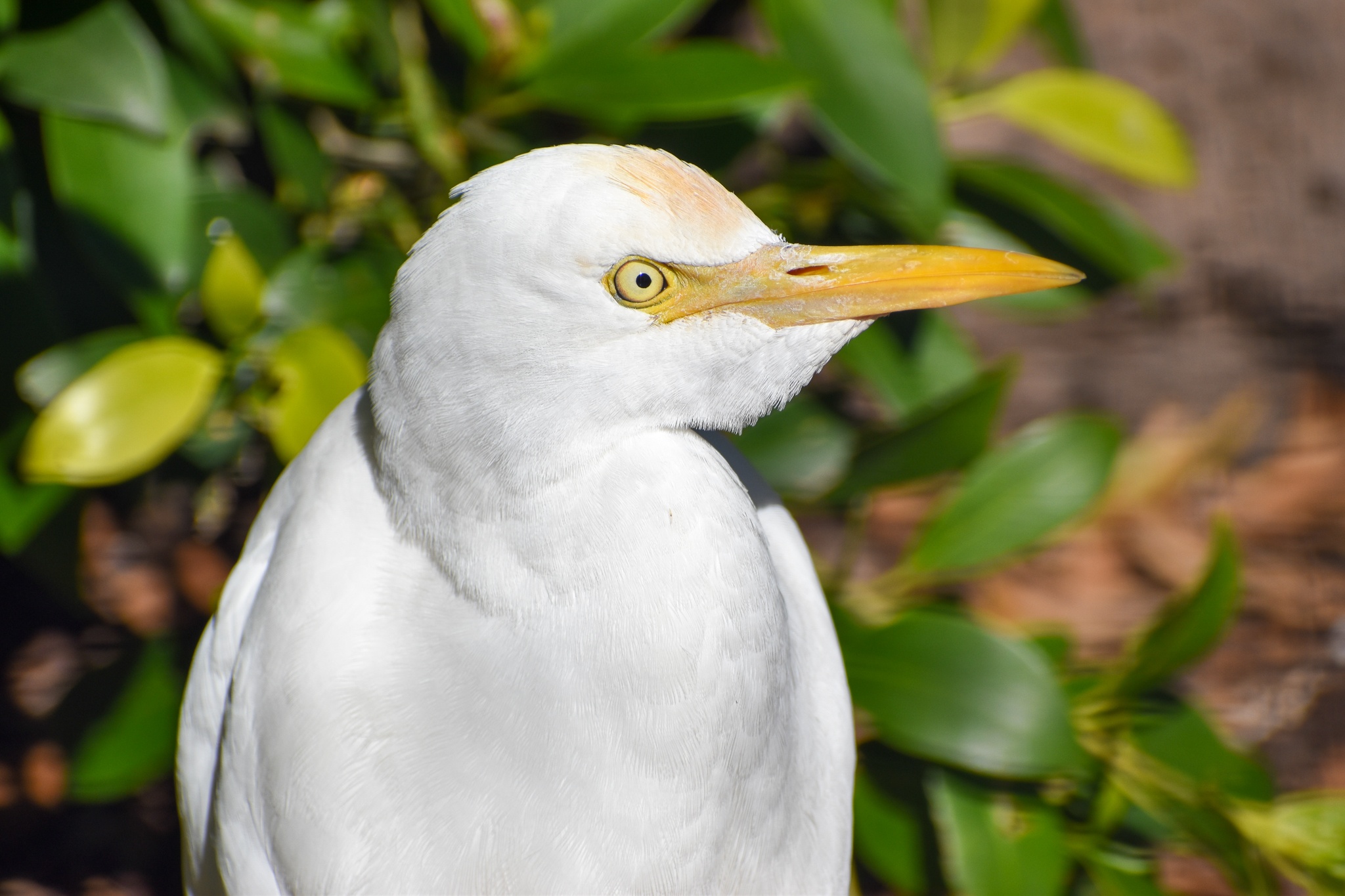 Cattle Egret (Bubulcus ibis)