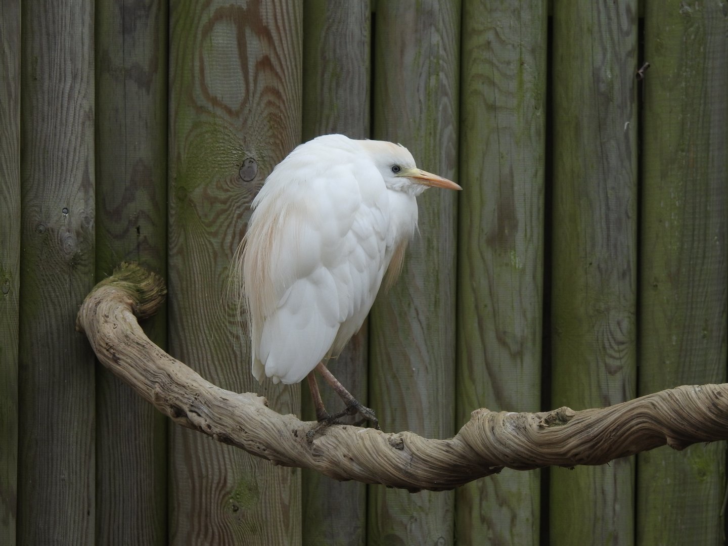 Cattle Egret (Bubulcus ibis)