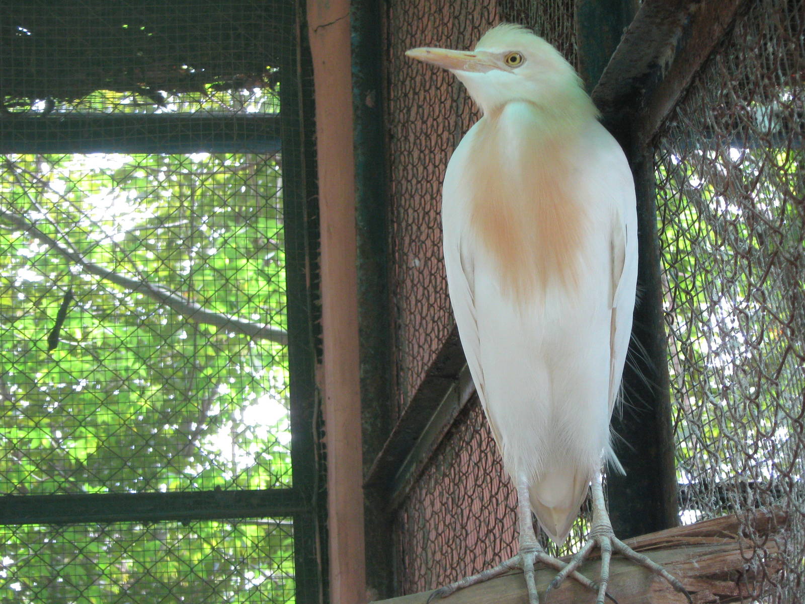 cattle egret (Bubulcus ibis)