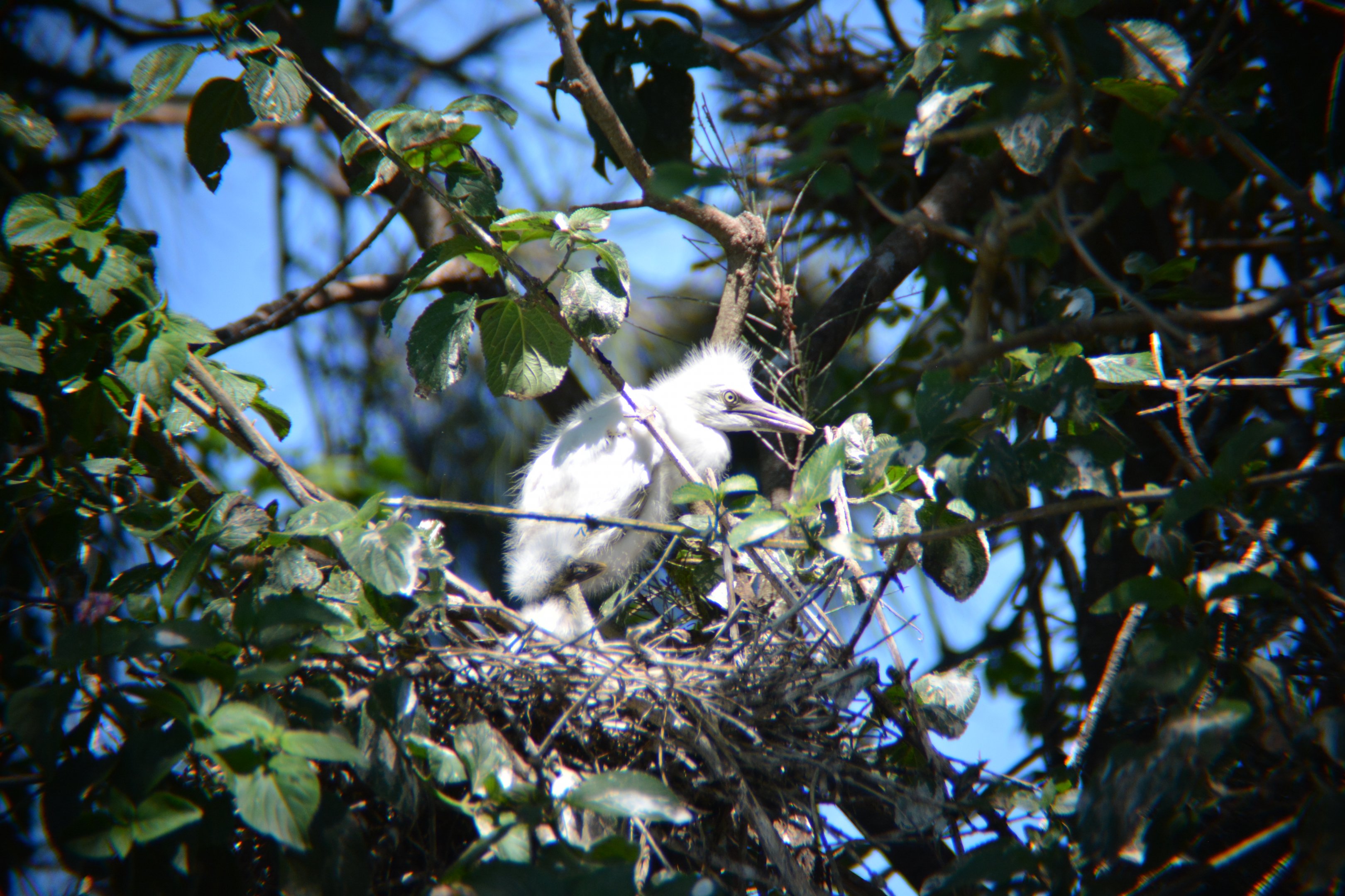 Cattle egret chick in nest.