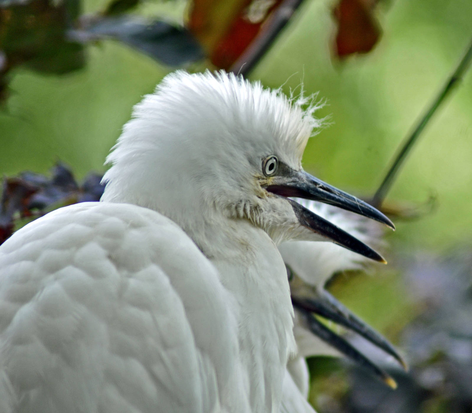 CATTLE EGRET CHICK