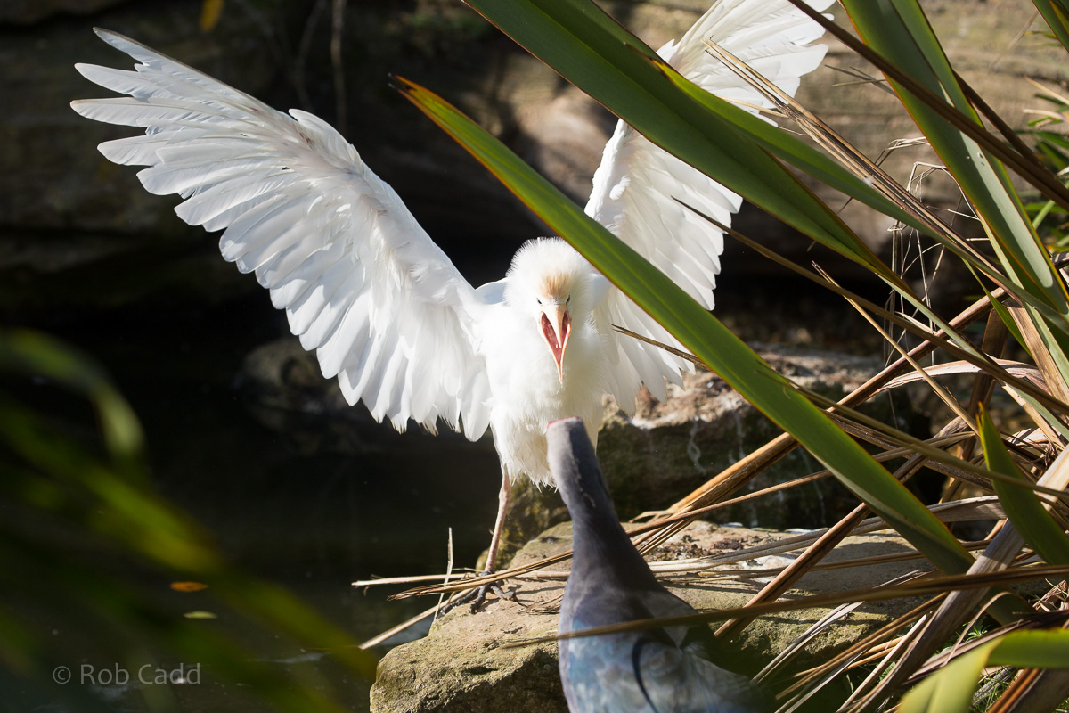Cattle egret : Cotswold WP : 20 Oct 2015