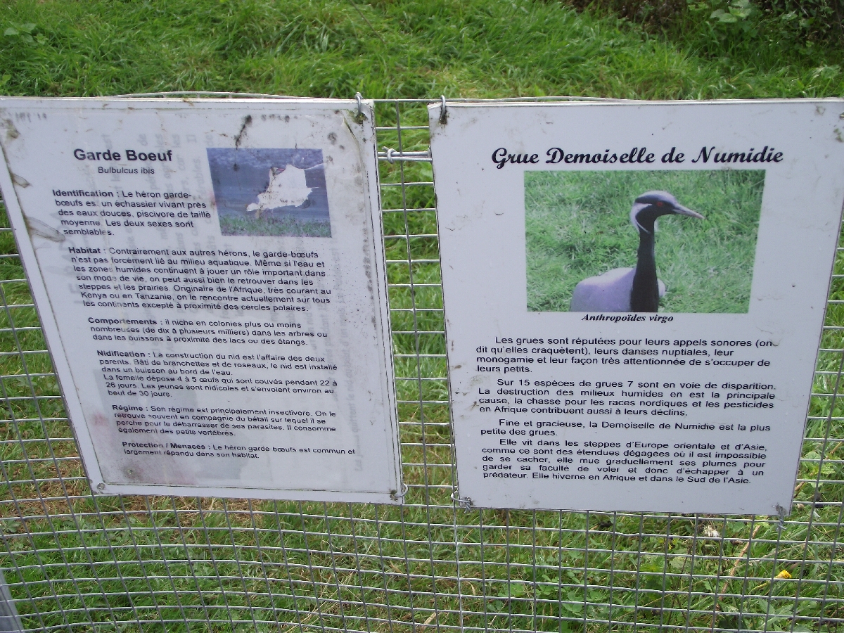 Cattle Egret / Crane Signs