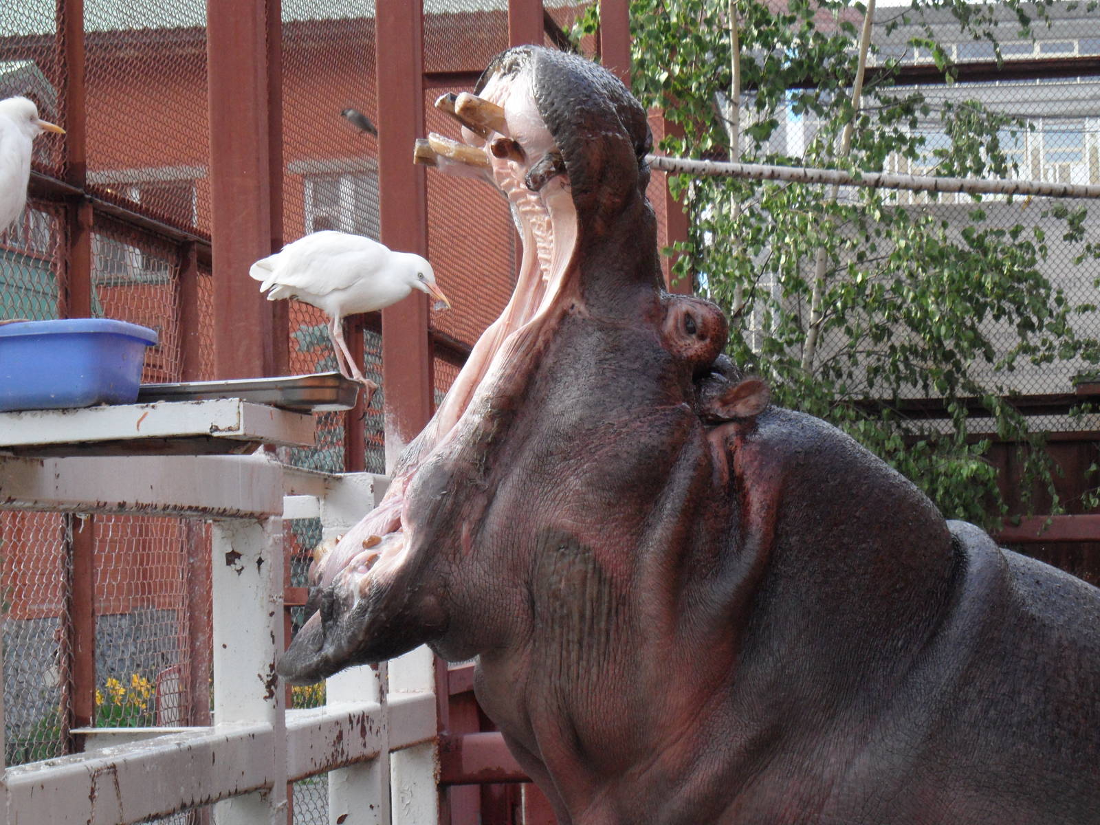 Cattle egret 'feeding' a hippo