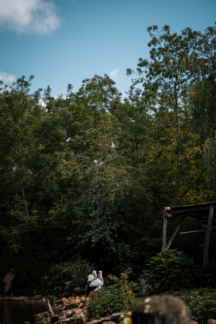 Cattle Egret (free flying)