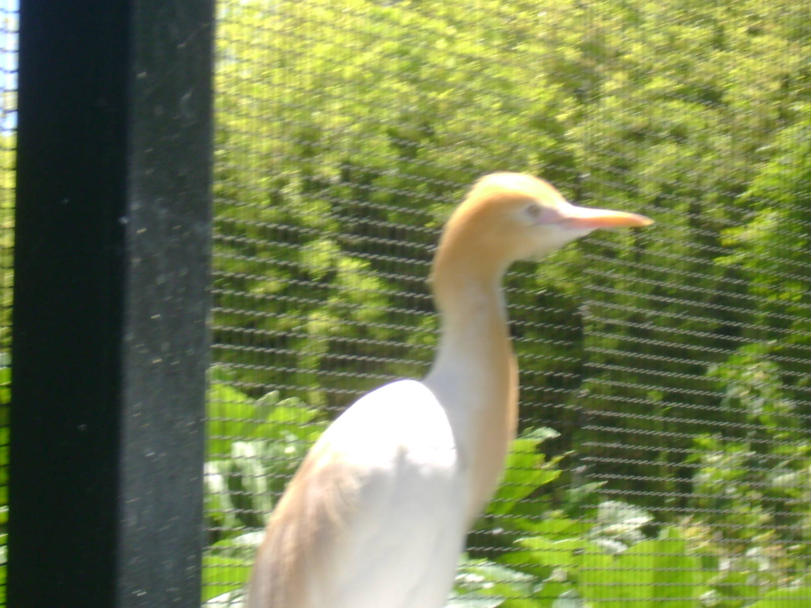 Cattle Egret in breeding plumage
