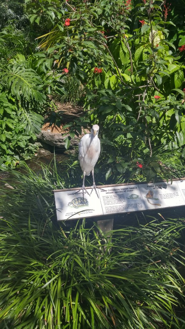 Cattle egret in Caribbean exhibit