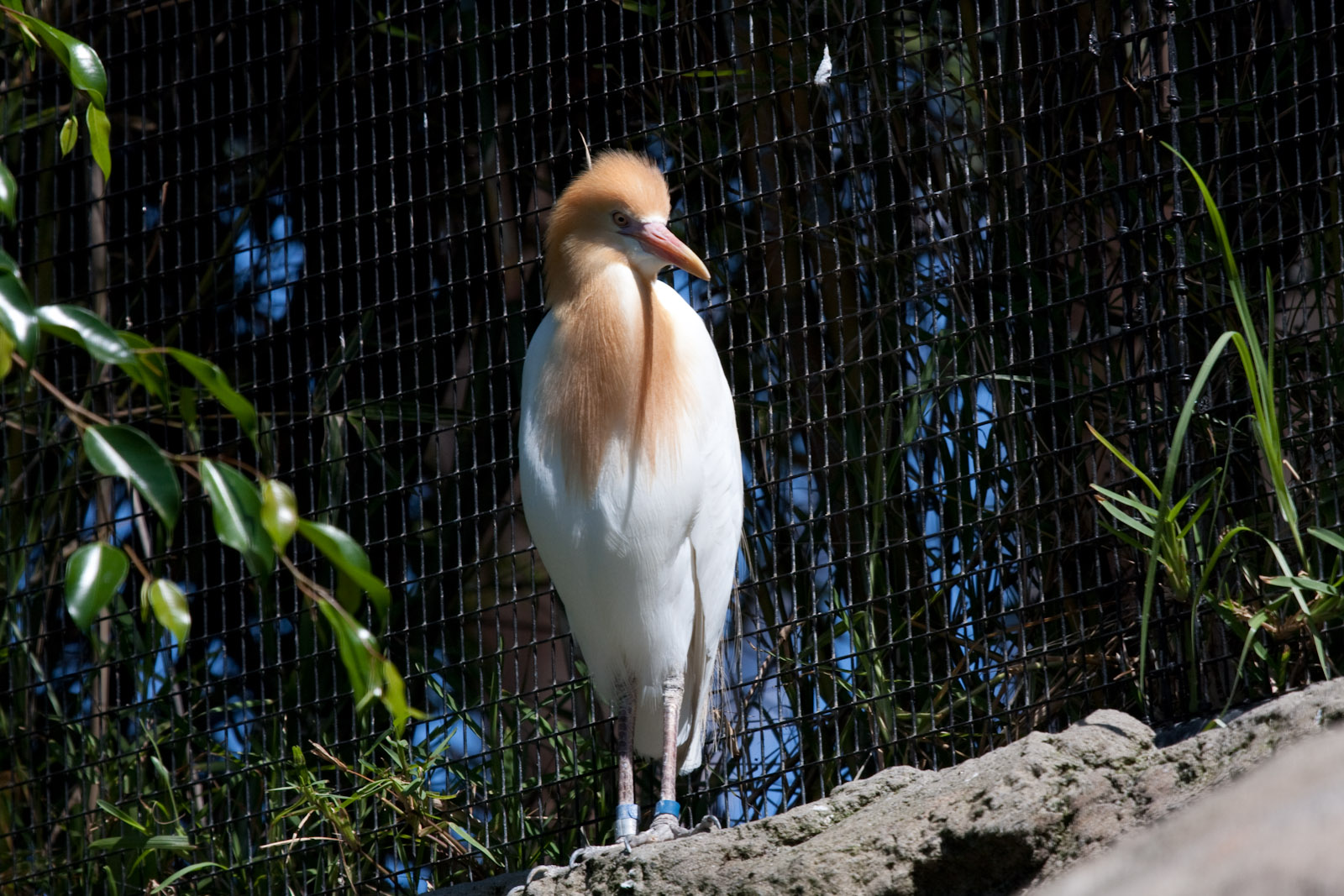 Cattle Egret - Jan 2009