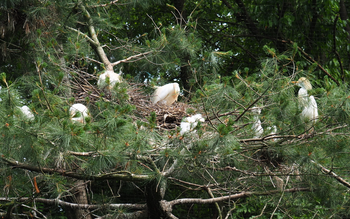 Cattle egret nests, 2021-06-15