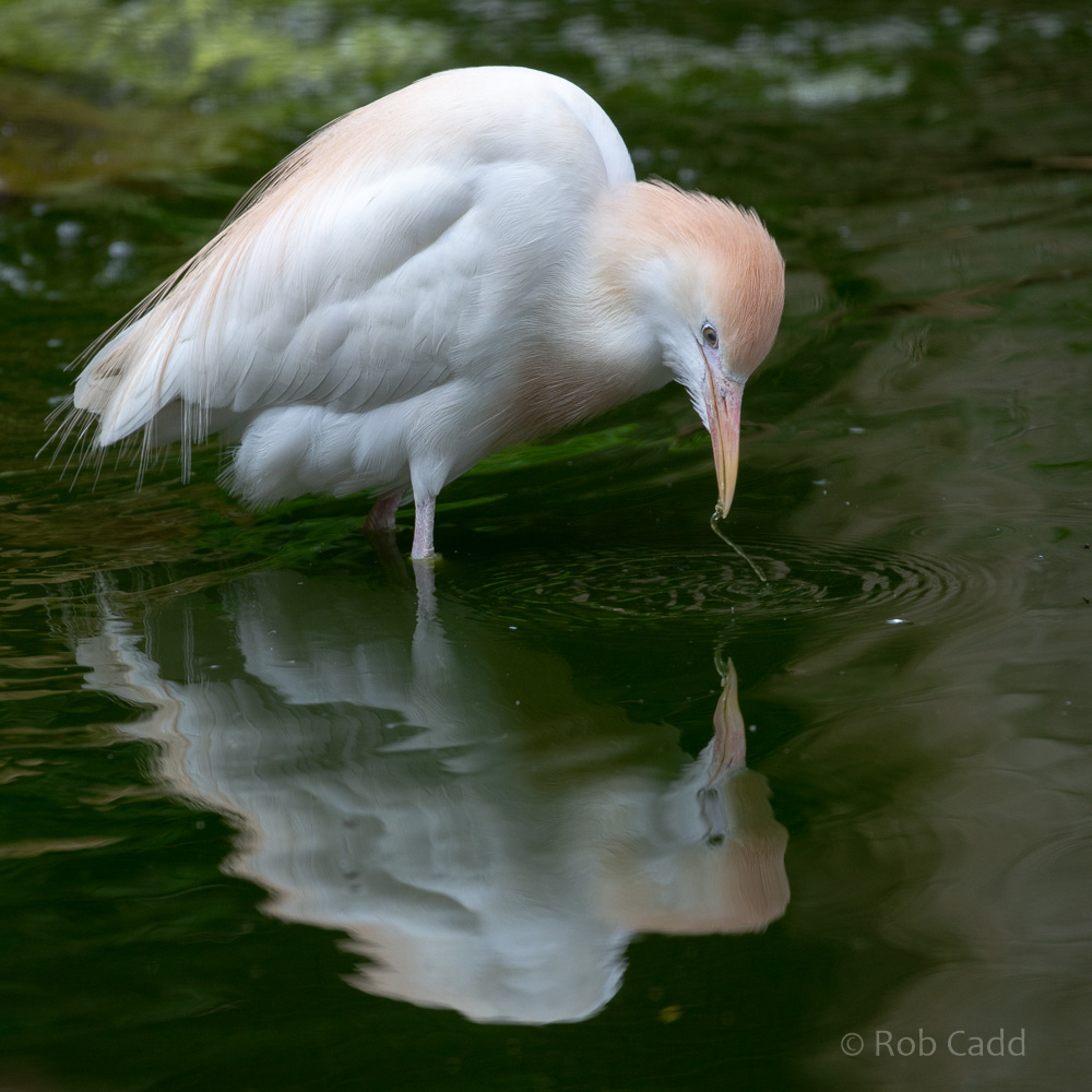 Cattle egret (Western cattle egret) : Cotswold WP : 14 Jun 2019