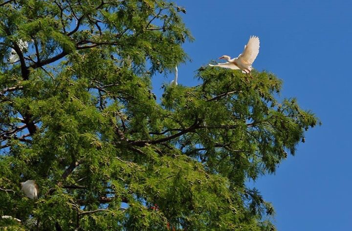 Cattle Egret (?) wild (?) free flying anyway