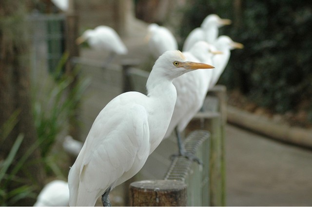 Cattle Egret - Wild