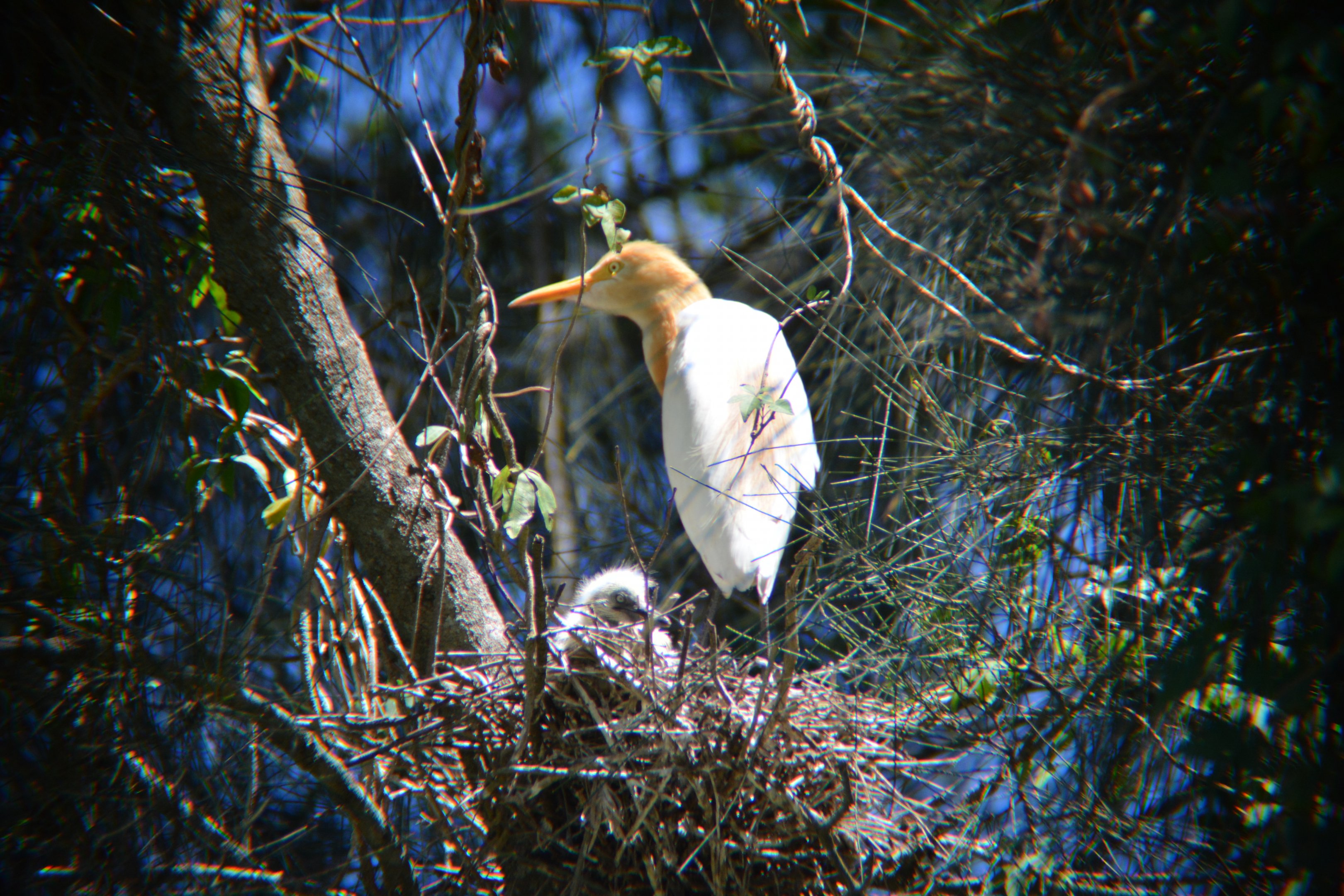Cattle egret with chick in nest.