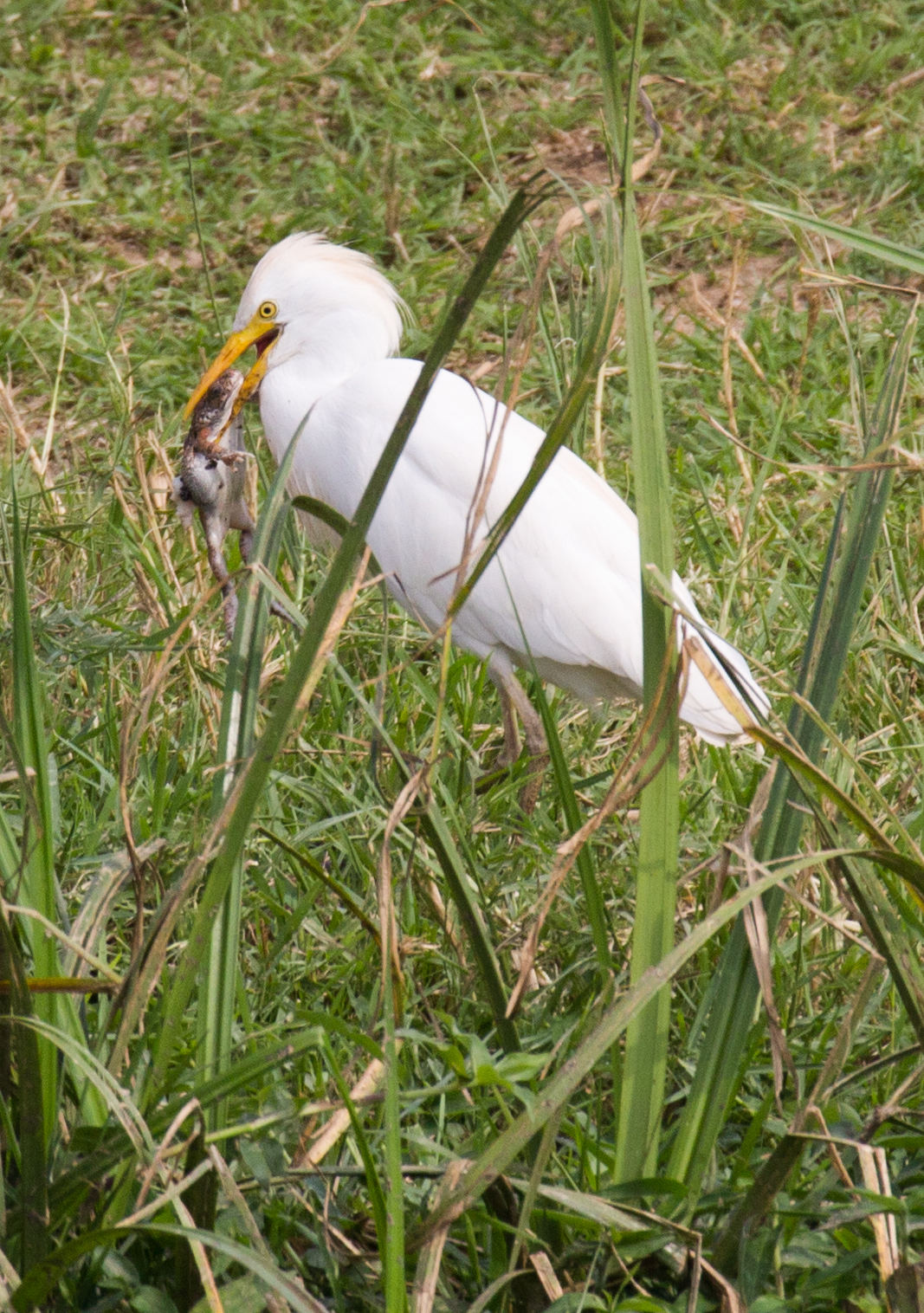 Cattle Egret with dinner