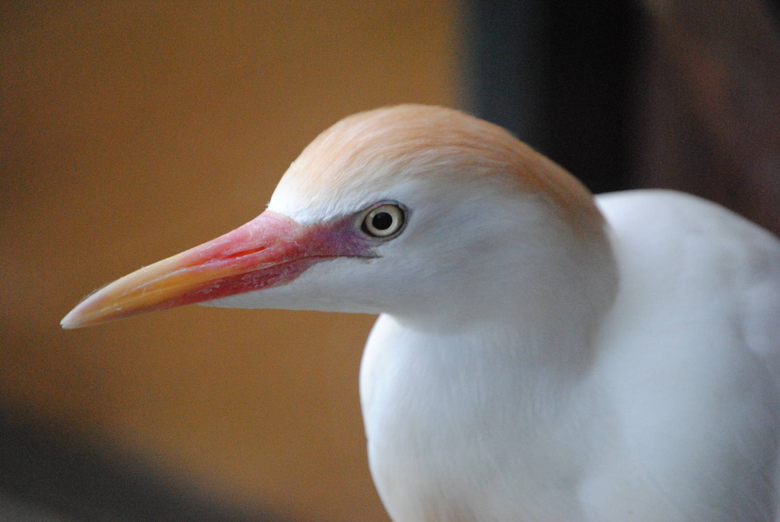 Cattle Egret