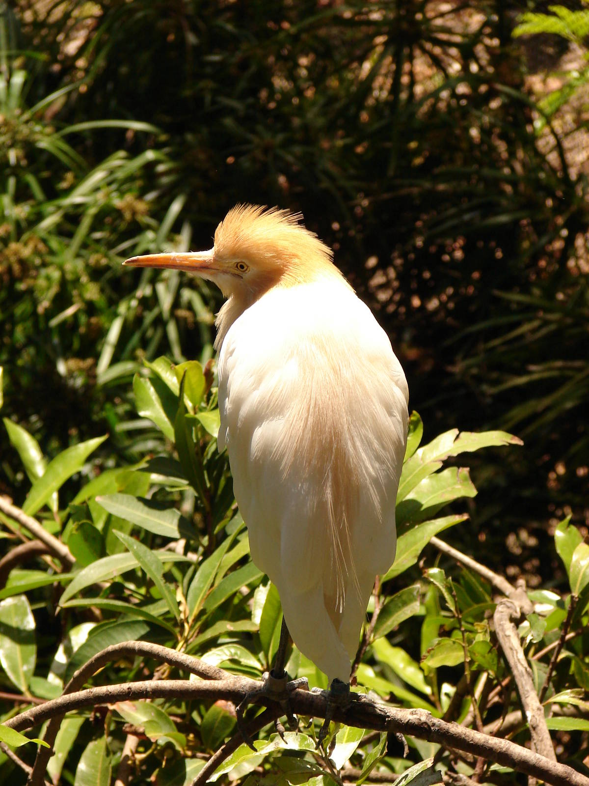 Cattle Egret