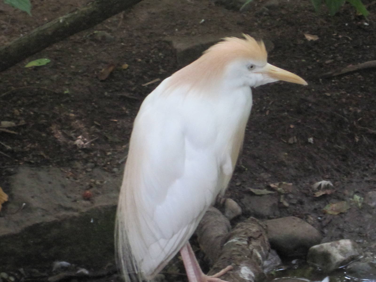 Cattle Egret