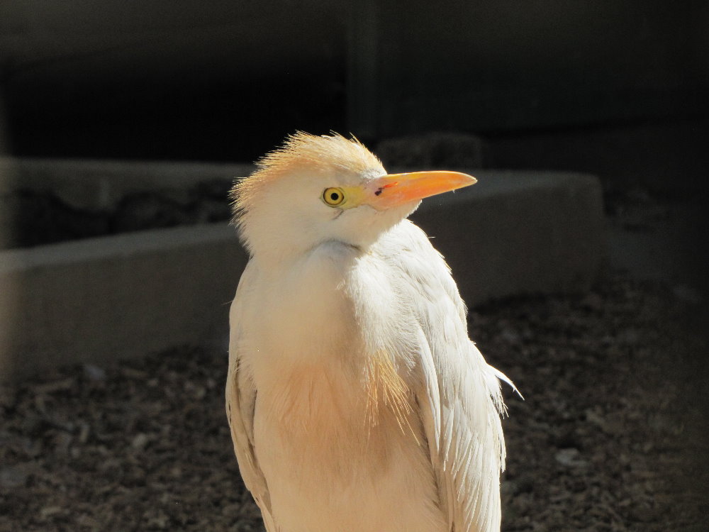 cattle egret