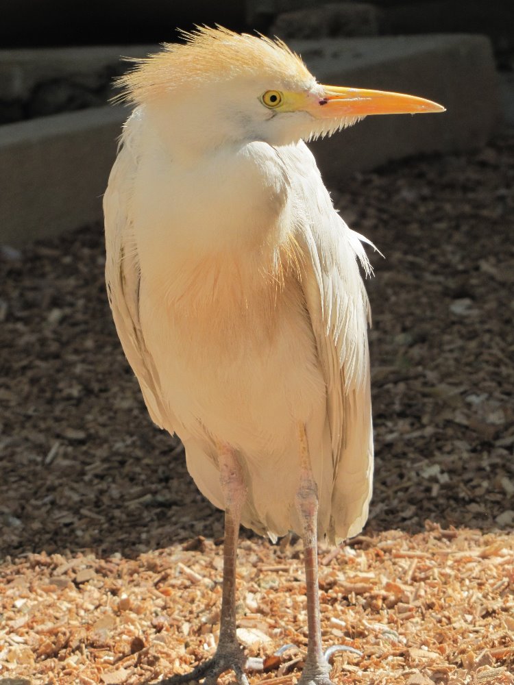 cattle egret