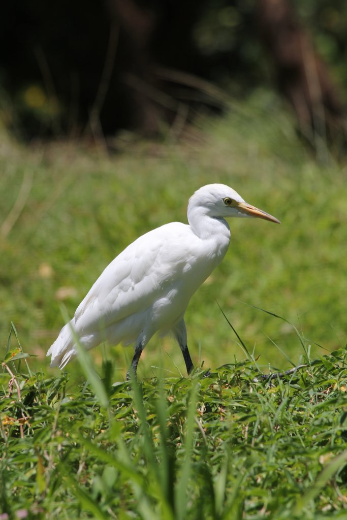 Cattle Egret