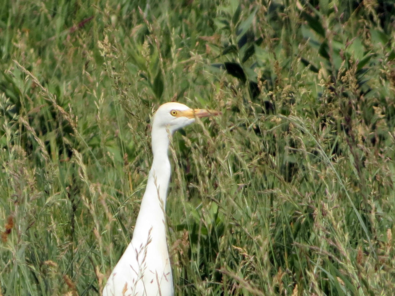 Cattle Egret