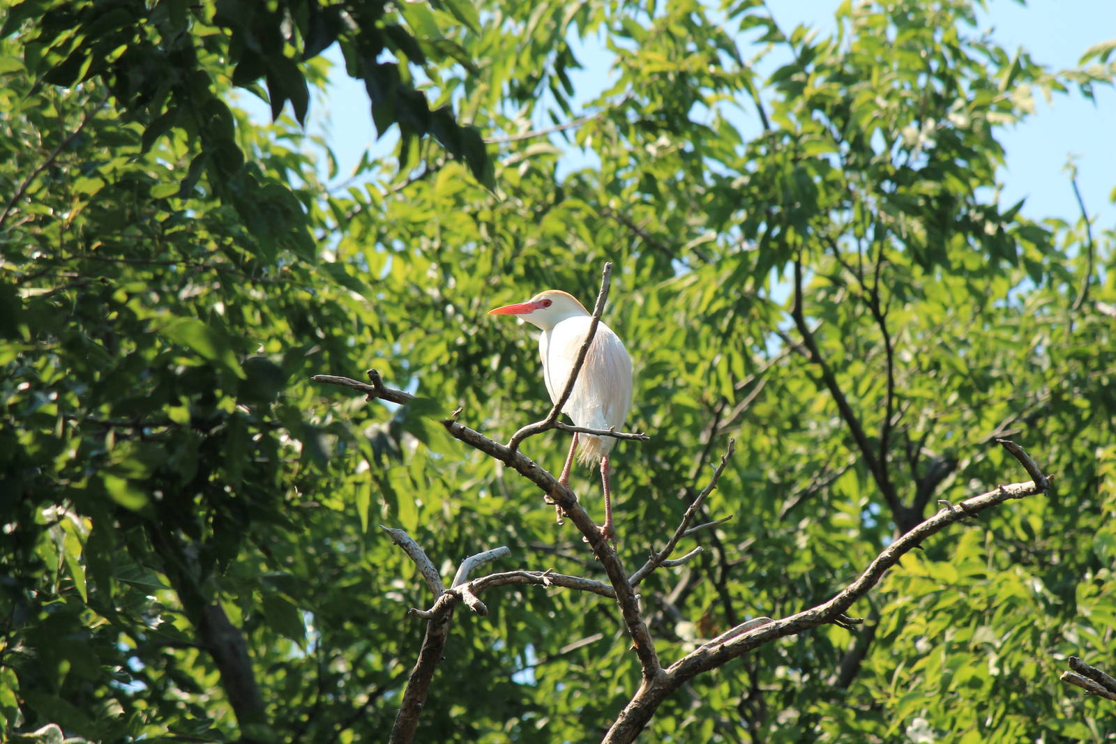 Cattle Egret