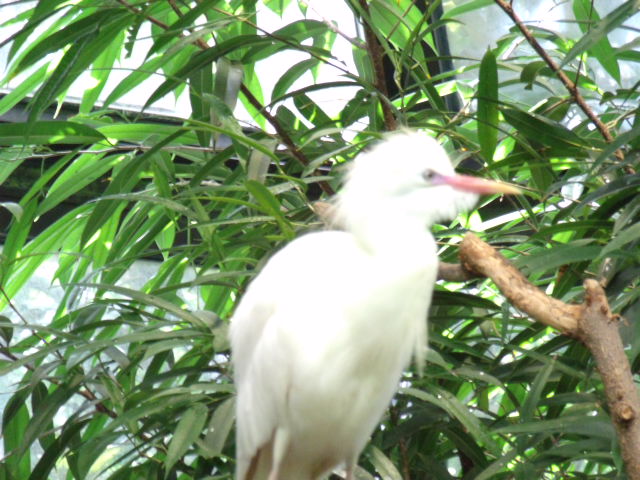 Cattle Egret