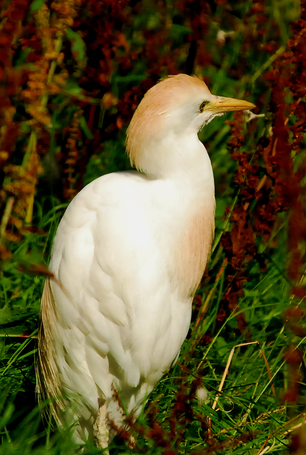 CATTLE EGRET