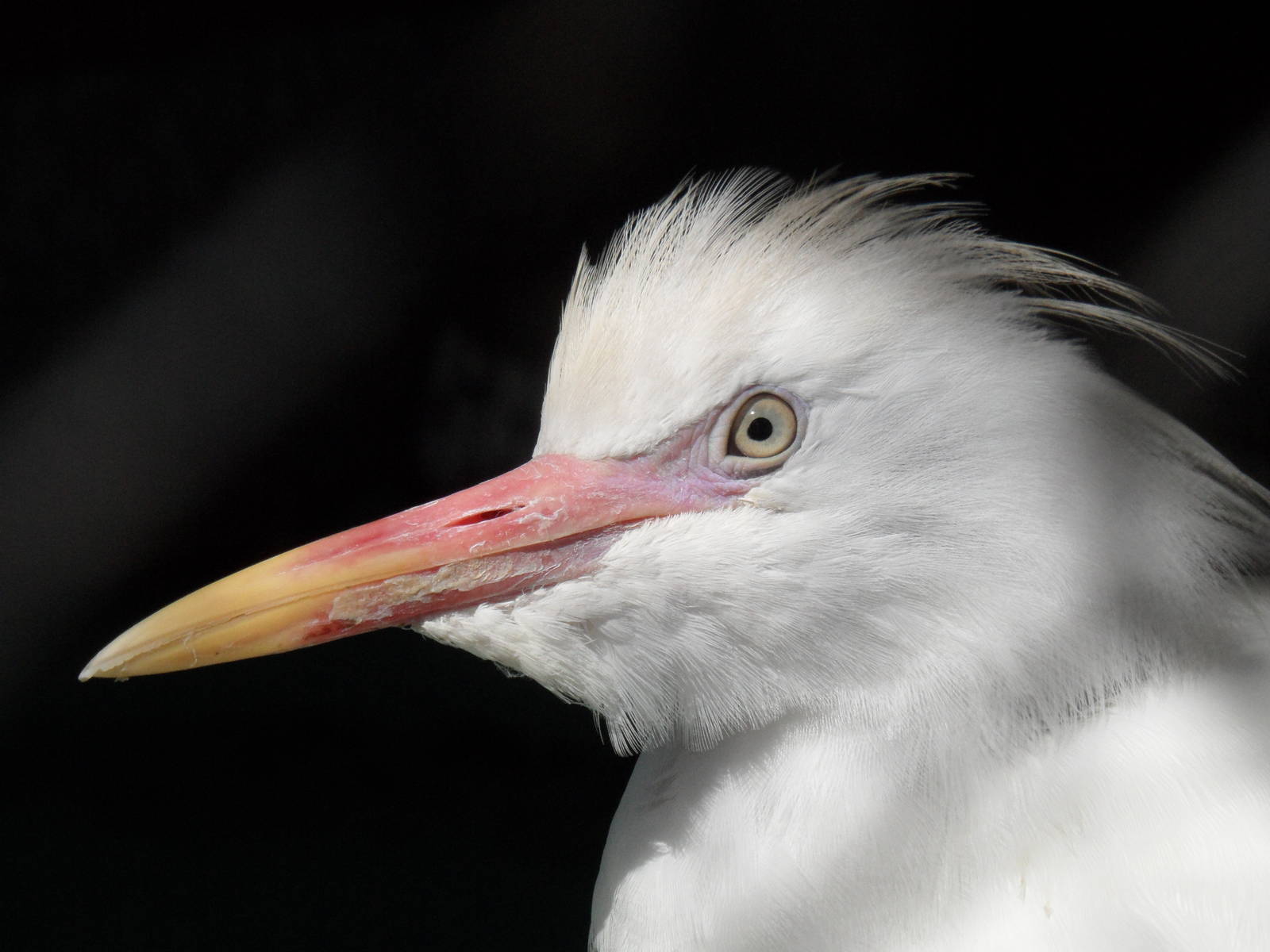 Cattle egret