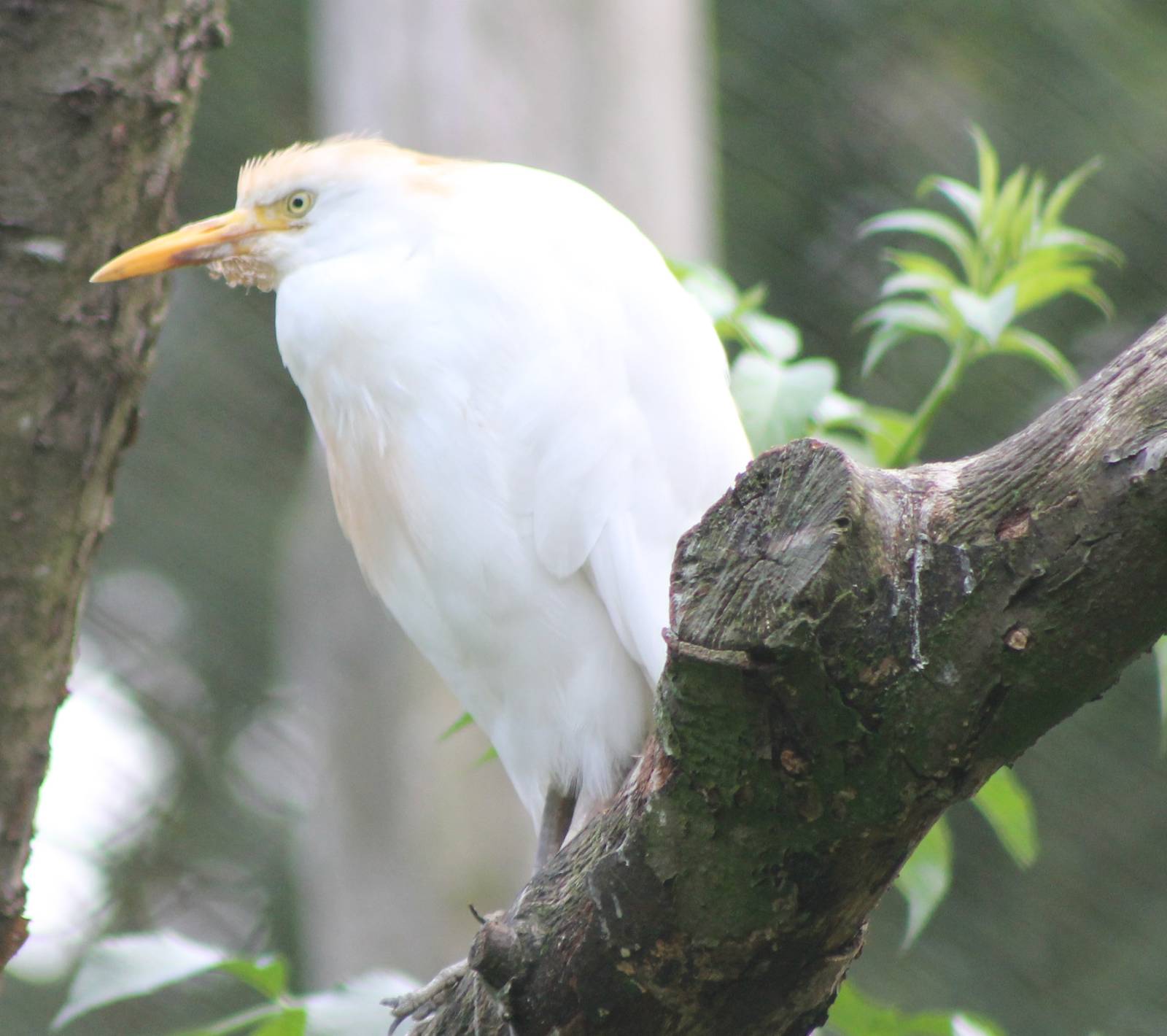Cattle egret