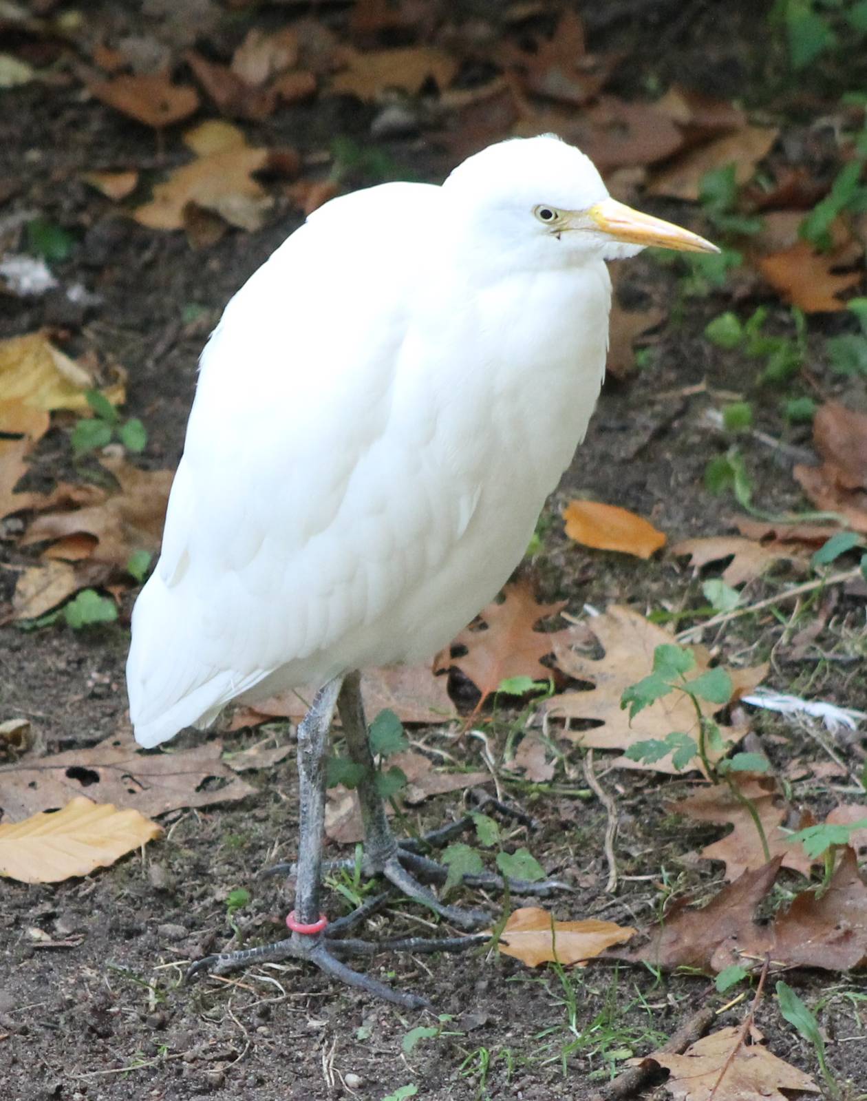 Cattle egret