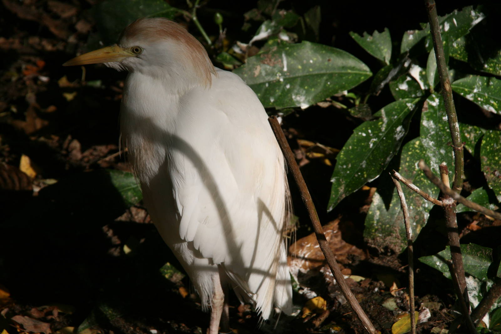 Cattle Egret