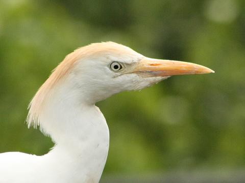 Cattle Egret