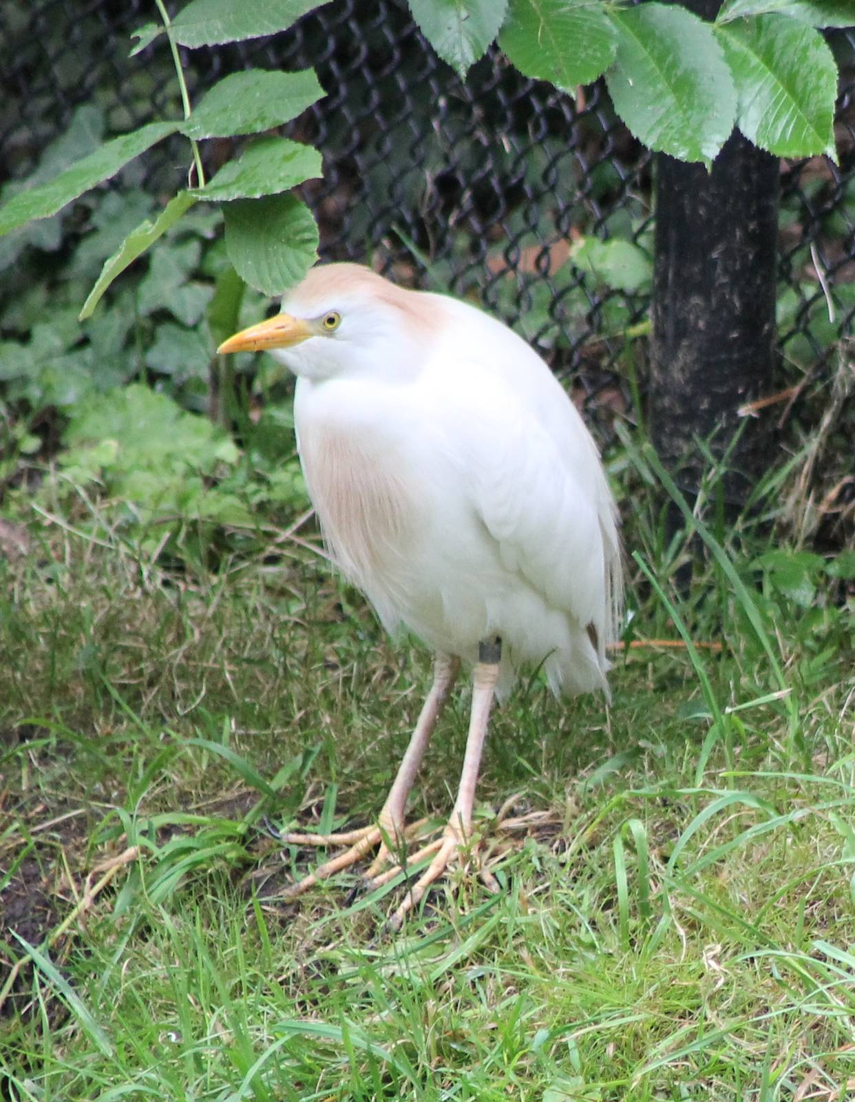 Cattle egret