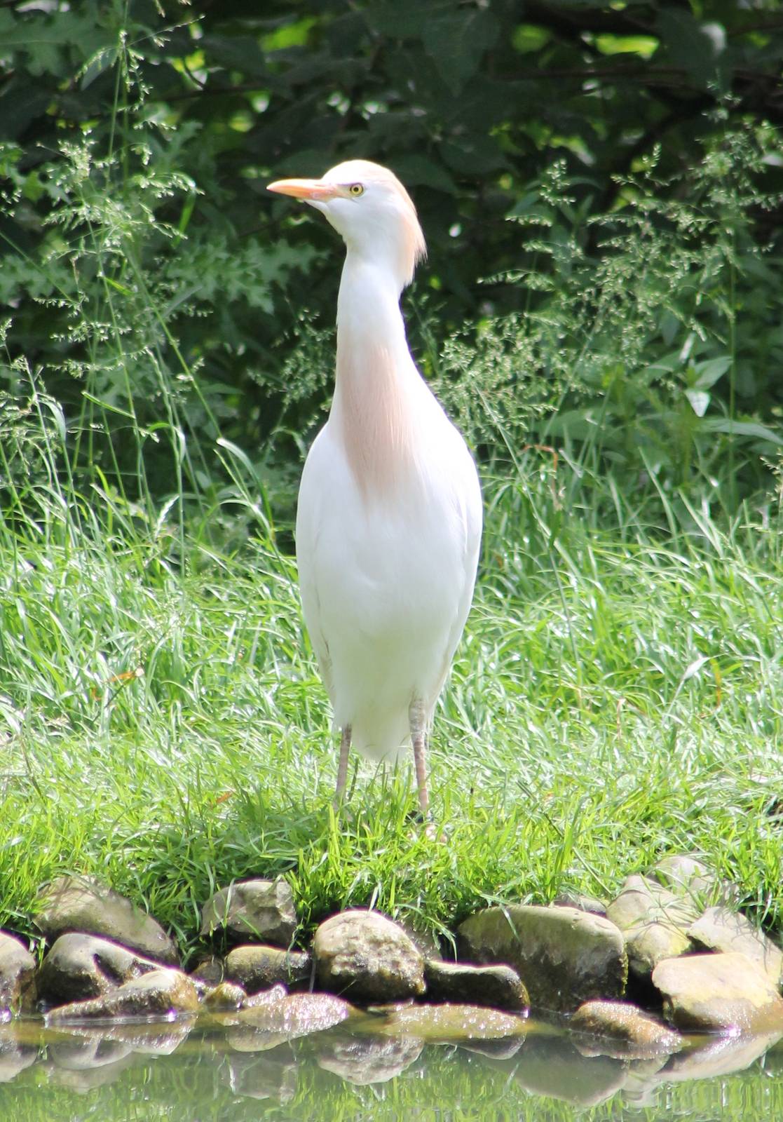 Cattle egret