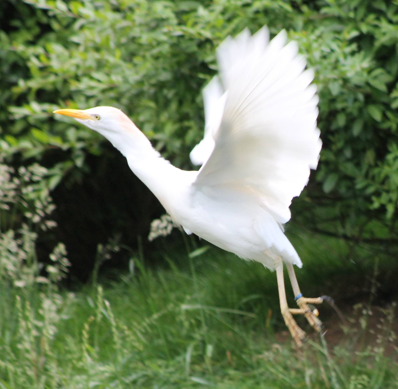 Cattle egret