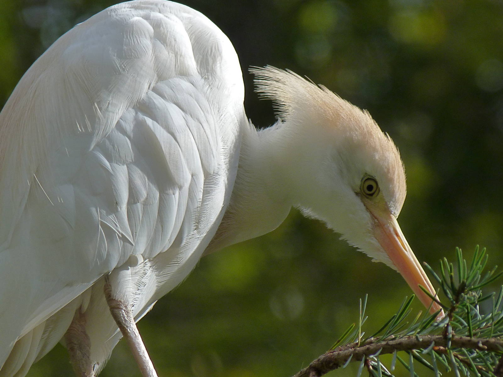Cattle Egret