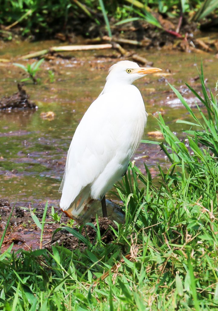 Cattle Egret