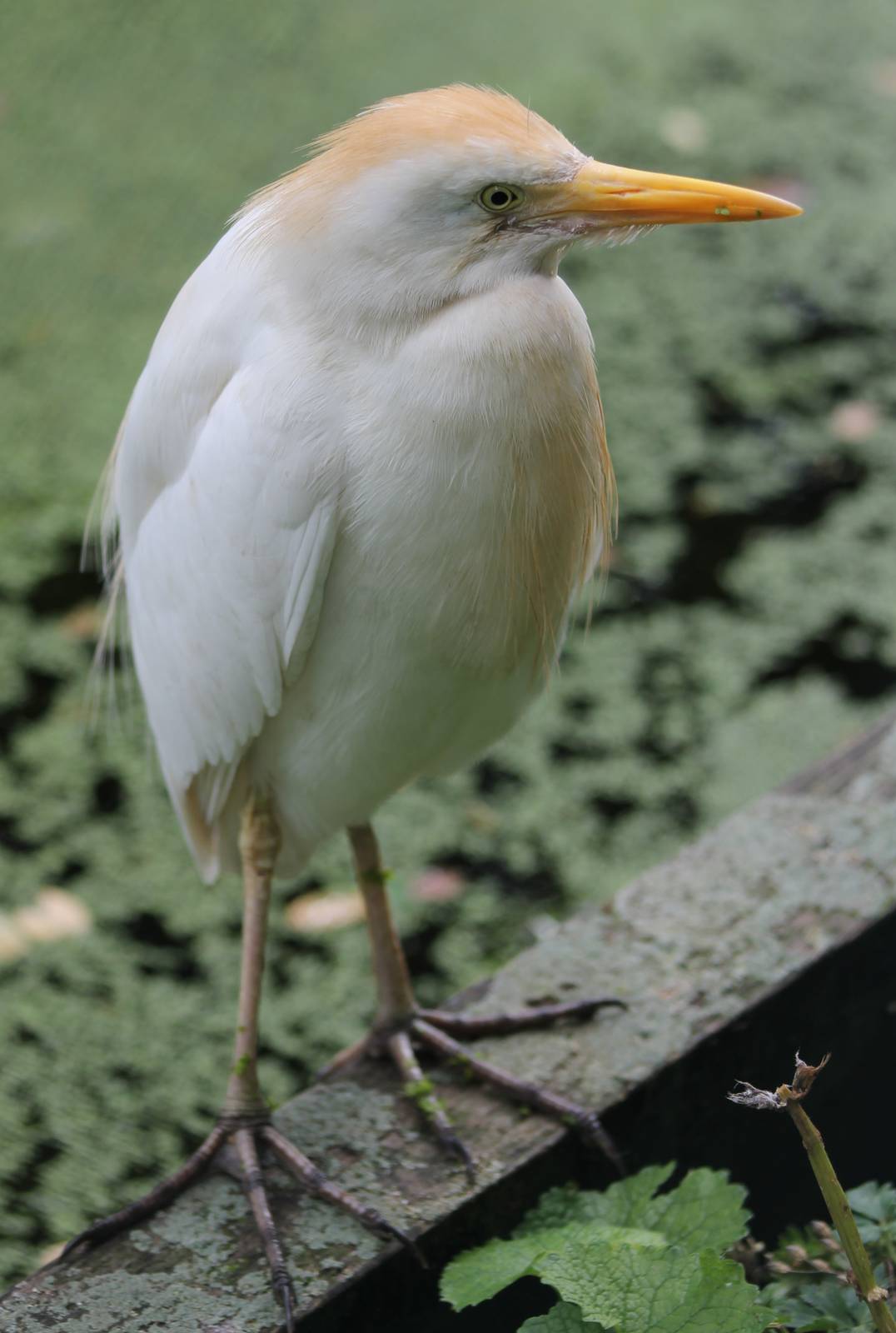Cattle egret