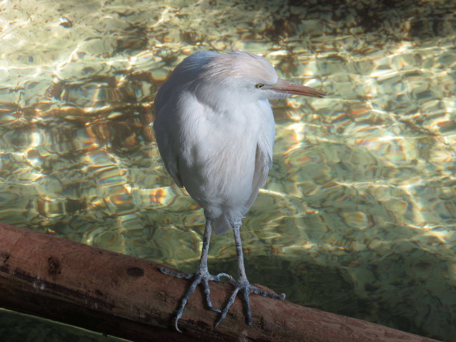 Cattle Egret