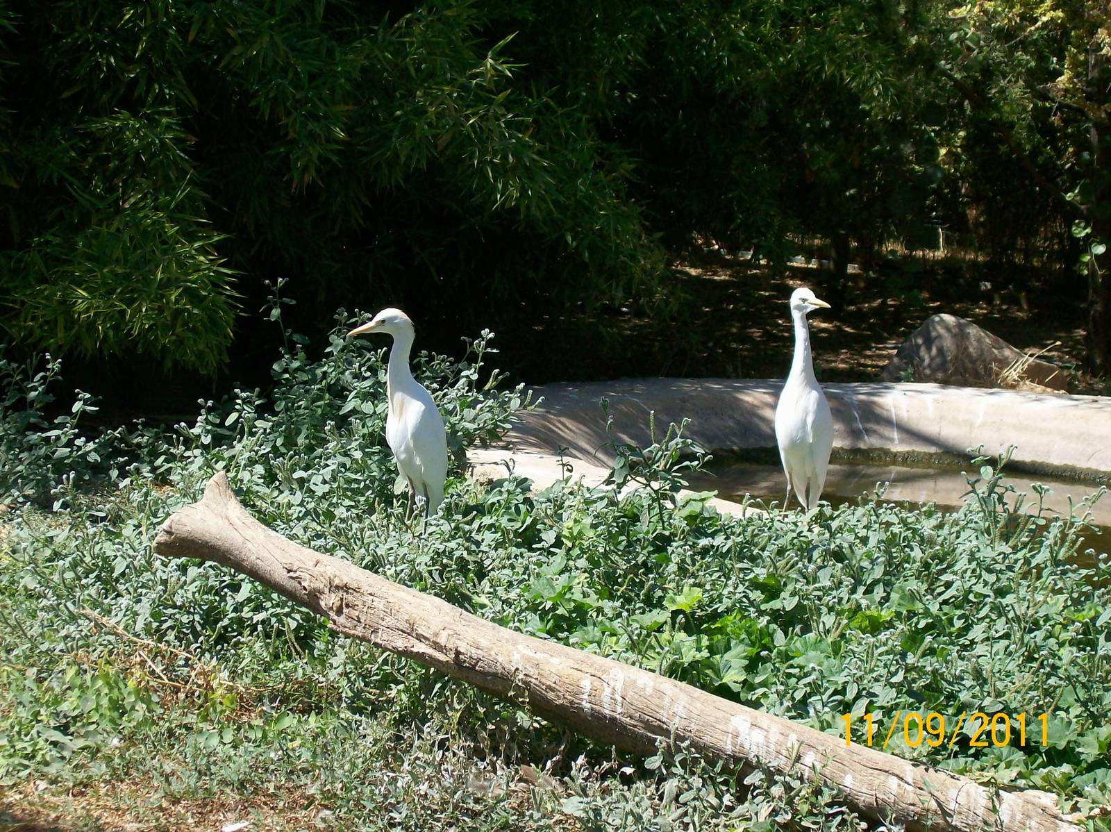 Cattle egret