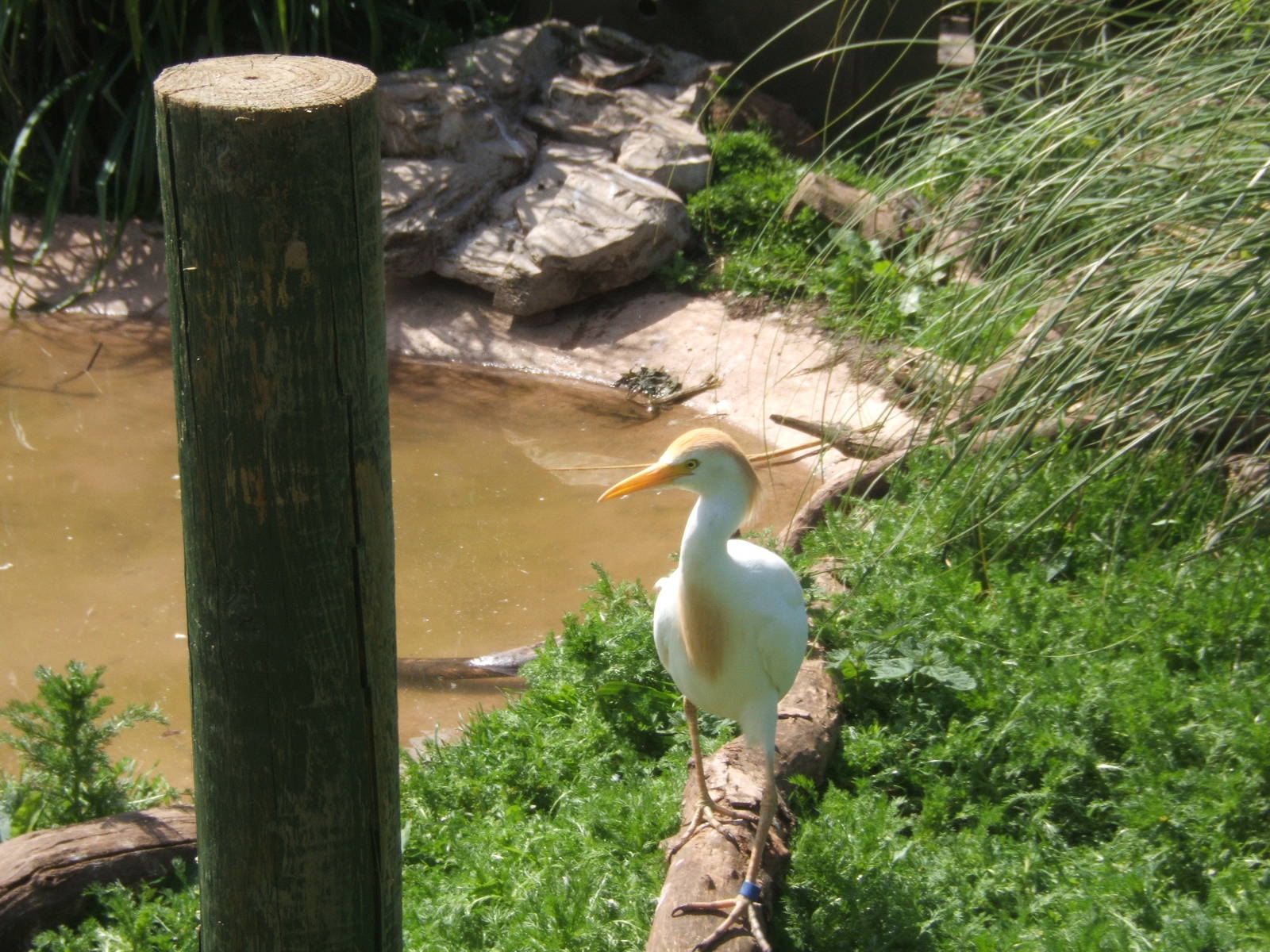 Cattle Egret